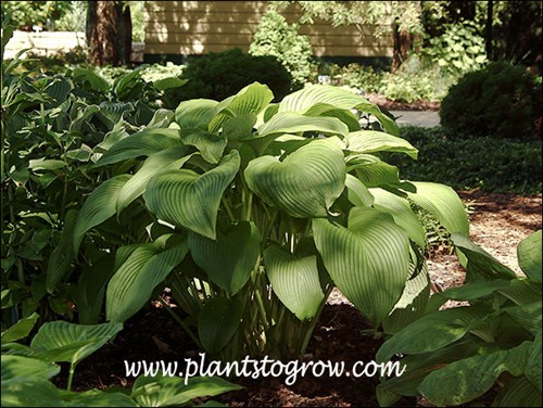 A nice upright mounding, light green Hosta.